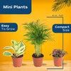 image:imageCosta Farms Live Indoor House Plants Live Indoor Plant Easy CareGrower Pot 3Pack