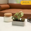 image:imageCosta Farms Live Indoor House Plants Live Indoor Plant Easy CareGrower Pot 3Pack