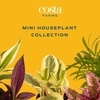 image:imageCosta Farms Live Indoor House Plants Live Indoor Plant Easy CareGrower Pot 3Pack