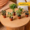 image:imageCosta Farms Live Indoor House Plants Live Indoor Plant Easy CareGrower Pot 6Pack