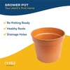 image:imageCosta Farms Live Indoor House Plants Live Indoor Plant Easy CareGrower Pot 6Pack