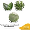 image:imageCosta Farms Live Indoor House Plants Live Indoor Plant Easy CareSelfWatering Plant Pot 2Pack