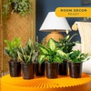 image:imageCosta Farms Live Indoor Houseplant Pack Live Indoor Plants Easy CareMedium 1216 Inches Tall