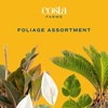 image:imageCosta Farms Live Indoor Houseplant Pack Live Indoor Plants Easy CareMedium 1216 Inches Tall