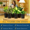 image:imageCosta Farms Live Indoor Houseplant Pack Live Indoor Plants Easy CareMedium 1216 Inches Tall
