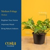 image:imageCosta Farms Live Indoor Houseplant Pack Live Indoor Plants Easy CareMedium 1216 Inches Tall