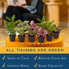 image:imageCosta Farms Live Indoor Houseplant Pack Live Indoor Plants Easy CareMini 4 Inches Tall