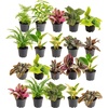 image:imageCosta Farms Live Indoor Houseplant Pack Live Indoor Plants Easy CareMini 4 Inches Tall