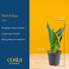 image:imageCosta Farms Live Indoor Houseplant Pack Live Indoor Plants Easy CareMini 4 Inches Tall