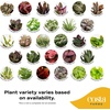 image:imageCosta Farms Live Indoor Houseplant Pack Live Indoor Plants Easy CareMini 4 Inches Tall