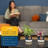 image:imageCosta Farms Live Indoor Houseplant Pack Live Indoor Plants Easy CareMini 4 Inches Tall