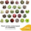 image:imageCosta Farms Live Indoor Houseplant Pack Live Indoor Plants Easy CareMini 4 Inches Tall