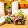 image:imageCosta Farms Live Indoor Houseplant Pack Live Indoor Plants Easy CareMini 4 Inches Tall