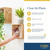 image:imageCosta Farms Live Indoor Houseplant Pack Live Indoor Plants Easy CareSmall 810 Inches Tall