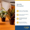 image:imageCosta Farms Live Indoor Houseplant Pack Live Indoor Plants Easy CareSmall 810 Inches Tall