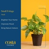 image:imageCosta Farms Live Indoor Houseplant Pack Live Indoor Plants Easy CareSmall 810 Inches Tall