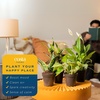 image:imageCosta Farms Live Indoor Houseplant Pack Live Indoor Plants Easy CareSmall 810 Inches Tall