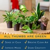 image:imageCosta Farms Live Indoor Houseplant Pack Live Indoor Plants Easy CareSmall 810 Inches Tall