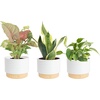 image:imageCosta Farms Live Indoor Houseplant Pack Live Indoor Plants Easy CareSmall 810 Inches Tall
