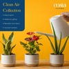 image:imageCosta Farms Live Indoor Houseplant Pack Live Indoor Plants Easy CareSmall 810 Inches Tall