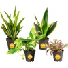 image:imageCosta Farms Live Indoor Houseplant Pack Live Indoor Plants Easy CareSmall 810 Inches Tall