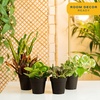 image:imageCosta Farms Live Indoor Houseplant Pack Live Indoor Plants Easy CareSmall 810 Inches Tall