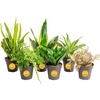 image:imageCosta Farms Live Indoor Houseplant Pack Live Indoor Plants Easy CareSmall 810 Inches Tall
