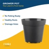 image:imageCosta Farms Live Indoor Houseplant Pack Live Indoor Plants Easy CareSmall 810 Inches Tall