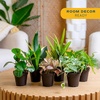image:imageCosta Farms Live Indoor Houseplant Pack Live Indoor Plants Easy CareSmall 810 Inches Tall
