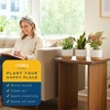 image:imageCosta Farms Live Indoor Houseplant Pack Live Indoor Plants Easy CareSmall 810 Inches Tall