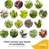 image:imageCosta Farms Live Indoor Houseplant Pack Live Indoor Plants Easy CareSmall 810 Inches Tall