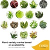 image:imageCosta Farms Live Indoor Houseplant Pack Live Indoor Plants Easy CareSmall 810 Inches Tall