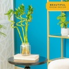 image:imageCosta Farms Lucky Bamboo Live Indoor Plant Easy Care Home DecorStalks Pack of 10