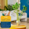 image:imageCosta Farms Lucky Bamboo Live Indoor Plant Easy Care Home DecorStalks Pack of 10