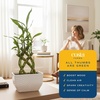 image:imageCosta Farms Lucky Bamboo Plant Easy to Grow Live Houseplant in Indoor Bamboo Pot Potting Mix Growers Choice Birthday Gift Home Office Plant Shelf Zen Room Decor 12Inches TallIndoor Garden Plant Pot