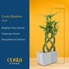 image:imageCosta Farms Lucky Bamboo Plant Easy to Grow Live Houseplant in Indoor Bamboo Pot Potting Mix Growers Choice Birthday Gift Home Office Plant Shelf Zen Room Decor 12Inches TallIndoor Garden Plant Pot