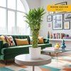 image:imageCosta Farms Lucky Bamboo Plant Easy to Grow Live Houseplant in Indoor Bamboo Pot Potting Mix Growers Choice Birthday Gift Home Office Plant Shelf Zen Room Decor 12Inches TallModern Dcor Planter
