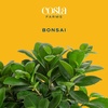 image:imageCosta Farms Mini Bonsai Live Indoor Plant Easy Care Home DecorDIY Gardening Plant Kit