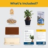 image:imageCosta Farms Mini Bonsai Live Indoor Plant Easy Care Home DecorDIY Gardening Plant Kit