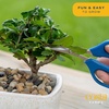 image:imageCosta Farms Mini Bonsai Live Indoor Plant Easy Care Home DecorDIY Gardening Plant Kit