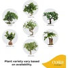 image:imageCosta Farms Mini Bonsai Live Indoor Plant Easy Care Home DecorDIY Gardening Plant Kit