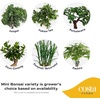 image:imageCosta Farms Mini Bonsai Live Indoor Plant Easy Care Home DecorDecorative Plant Pot