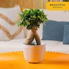 image:imageCosta Farms Mini Bonsai Live Indoor Plant Easy Care Home DecorDecorative Plant Pot
