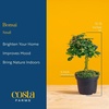 image:imageCosta Farms Mini Bonsai Live Indoor Plant Easy Care Home DecorDecorative Plant Pot