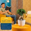 image:imageCosta Farms Mini Bonsai Live Indoor Plant Easy Care Home DecorDecorative Plant Pot