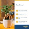 image:imageCosta Farms Mini Bonsai Live Indoor Plant Easy Care Home DecorDecorative Planter Pot