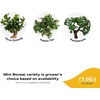 image:imageCosta Farms Mini Bonsai Live Indoor Plant Easy Care Home DecorDecorative Planter Pot