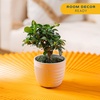image:imageCosta Farms Mini Bonsai Live Indoor Plant Easy Care Home DecorDecorative Planter Pot