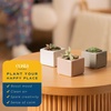 image:imageCosta Farms Mini Succulents Live Indoor Plant Easy Care Home DecorCute Dcor Planter