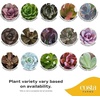 image:imageCosta Farms Mini Succulents Live Indoor Plant Easy Care Home DecorCute Dcor Planter